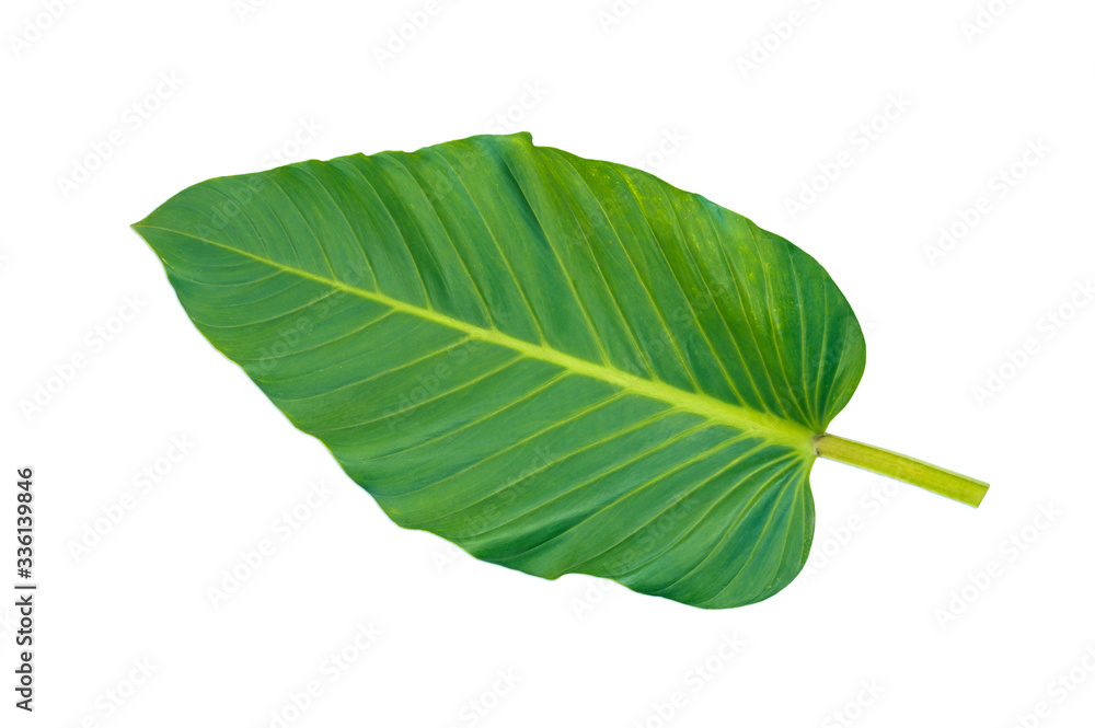 Obraz premium Green leaf front side isolated on white