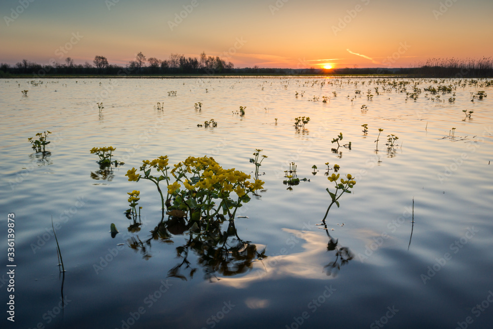Marsh marigolds on the backwaters of Narew in Strekowa Gora, Podlaskie, Poland