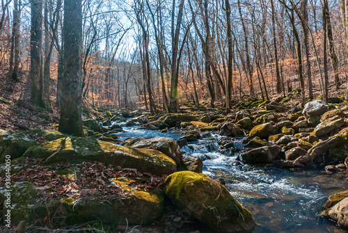 Idyllic stream in forest wilderness