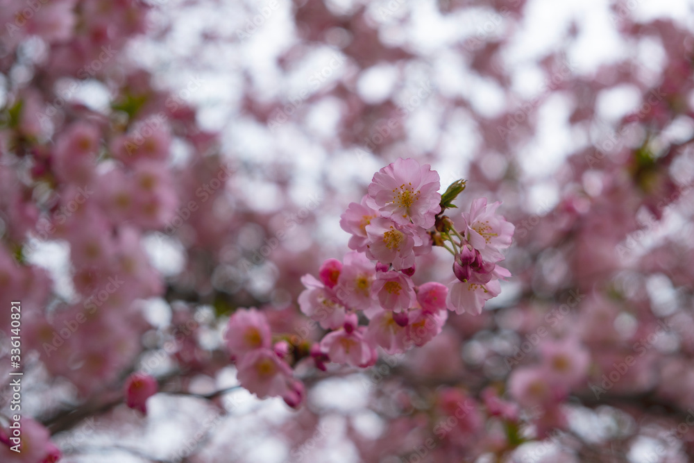 Flowering cherry trees in the Prague city garden Flowering cherry trees in the Prague city garden