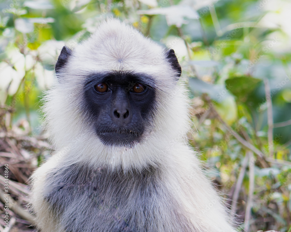 Obraz premium Langur Monkey