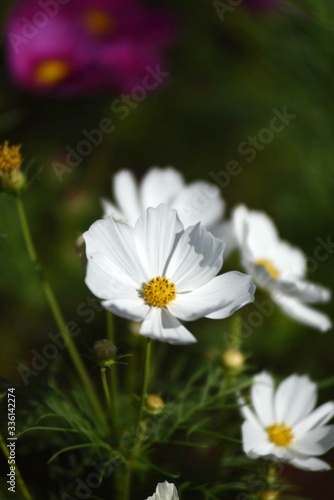 Colorful Cosmos Flowers Against Clear Blue Sky