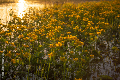 Marsh marigolds on the backwaters of Narew in Strekowa Gora, Podlaskie, Poland © Artur Bociarski