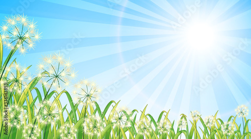 Nature scene background with flowers and bright sky
