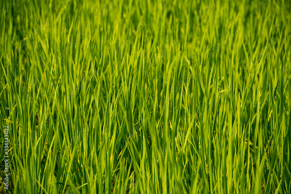 Young rice shoots close-up. Background Young rice shoots close-up. Background