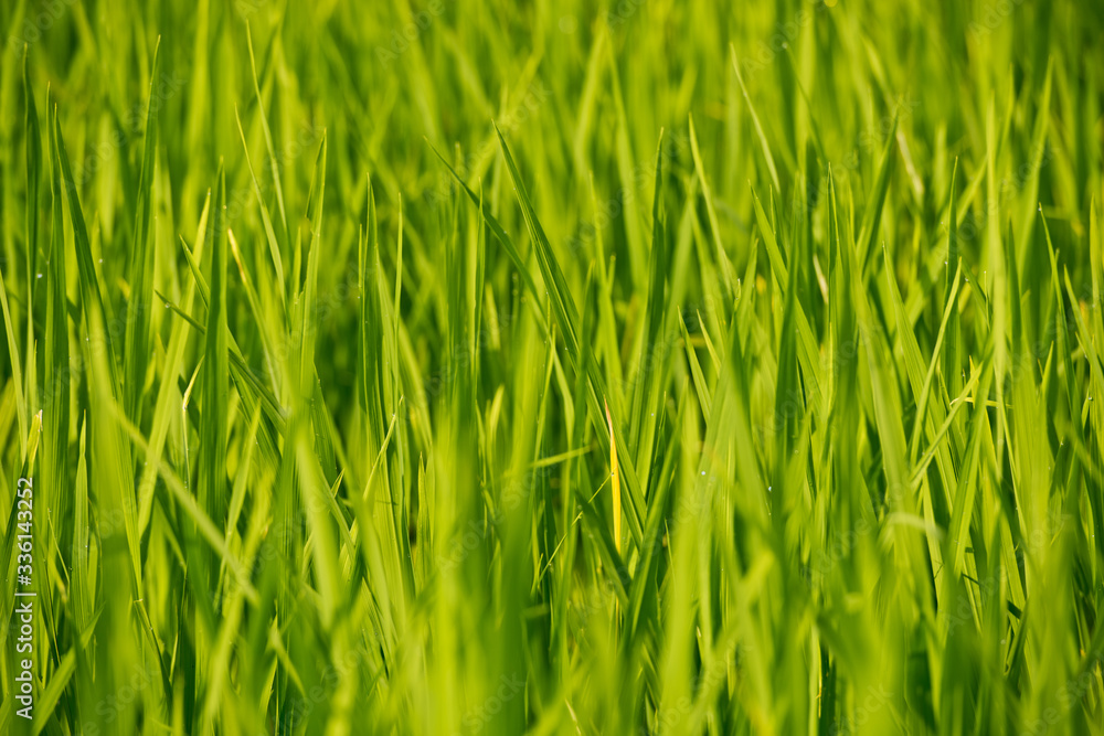 Obraz premium Young rice shoots close-up. Background