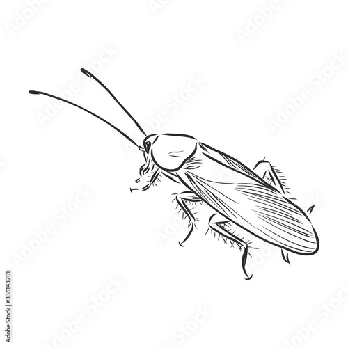 cockroach insect pest, realistic vector sketch illustration