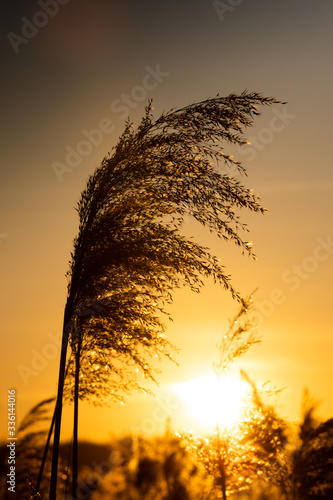 Sonne und Schilf