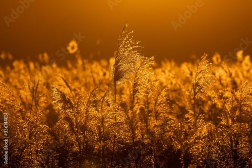 Schilf im Sunset