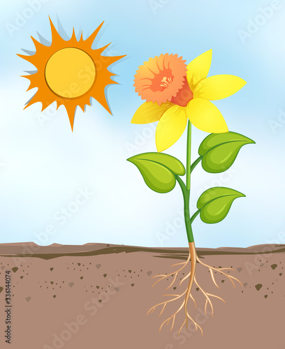 Scene with flowers growing in the bright sunny day