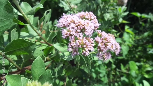 Wallpaper Mural Pluchea indica (Indian camphorweed, Indian fleabane, Indian pluchea, Baccharis indica L) flower with natural background. This plant contains β-sitosterol and stigmasterol, which have antidiabetic. Torontodigital.ca