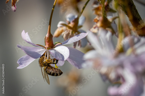 honey bee collects the nectar of a pink flower