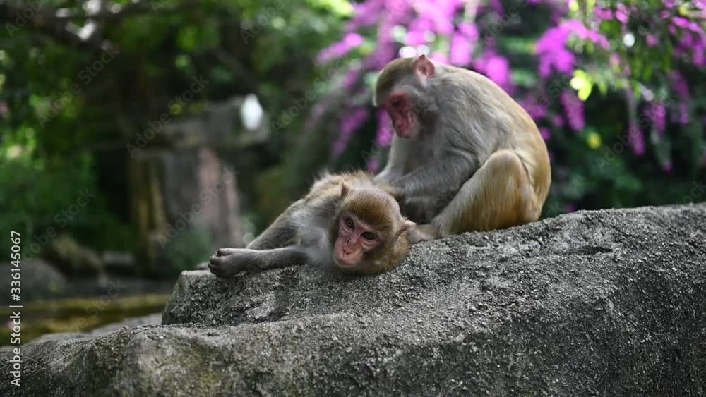 Two adult red face monkeys Rhesus macaque grooming each other in ...