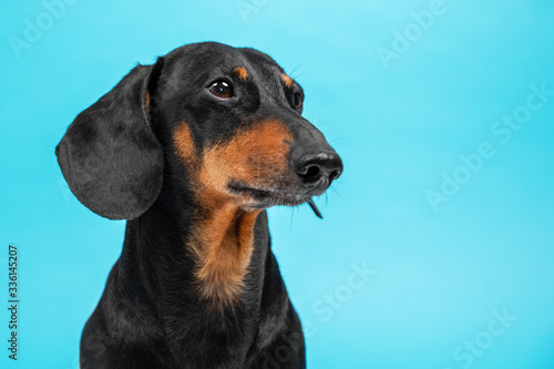 Portrait of black and tan dachshund with cute face expression.