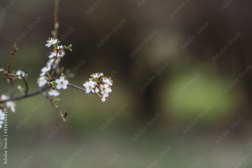 Spring Cherry blossoms, pink flowers.