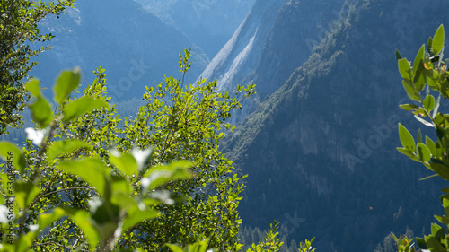 bokeh view on a plant forest and mountains of Yosemite national park