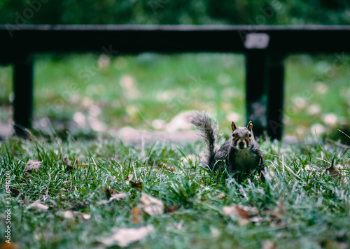 Squirrel in the grass in Clapham Comon London photo