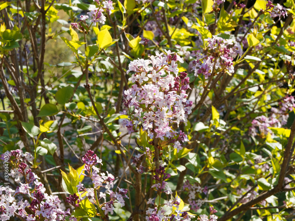Obraz premium Lilas de Chine ou lilas à petites feuilles (Syringa Microphylla)