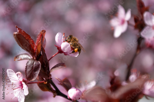 Spring season, bee on flower picking honey, beekeeping.