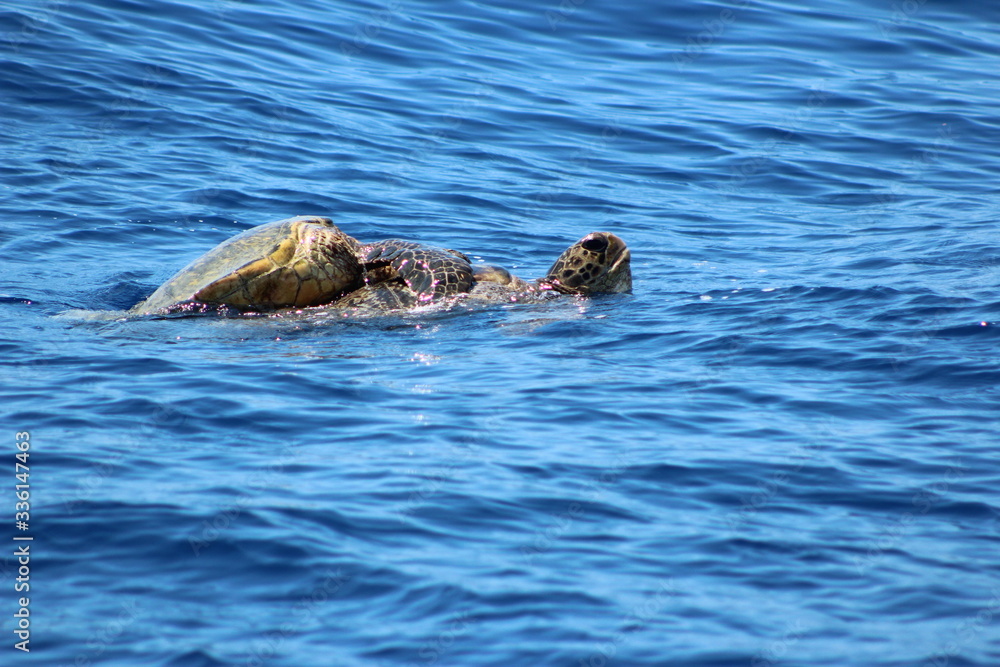 sea turtles mating in Pacific Ocean