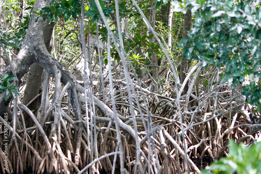 Florida Keys Wildlife and Sunsets Florida Keys Wildlife and Sunsets