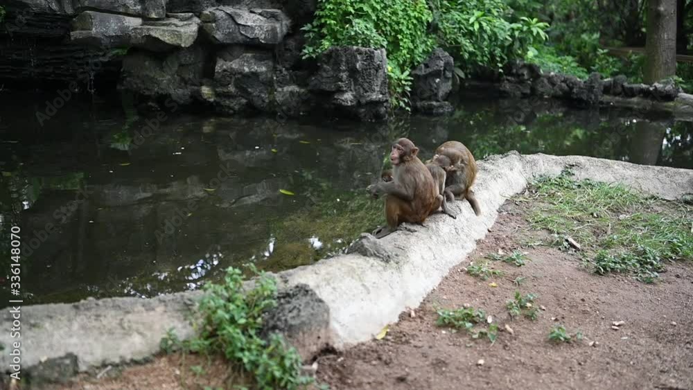 Red face monkeys Rhesus macaque big family in tropical nature park of Hainan, China. Cheeky monkey in the natural forest area. Wildlife scene with danger animal. Macaca mulatta slow motion video Red face monkeys Rhesus macaque big family in tropical nature park of Hainan, China. Cheeky monkey in the natural forest area. Wildlife scene with danger animal. Macaca mulatta slow motion video