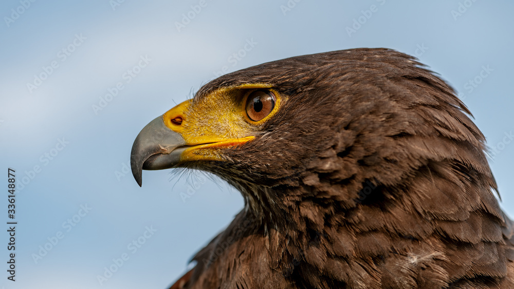 16/9 aspect ratio panoramic format portrait photo of Harris's Hawk or Harris Hawk (Parabuteo unicinctus) 16/9 aspect ratio panoramic format portrait photo of Harris's Hawk or Harris Hawk (Parabuteo unicinctus)