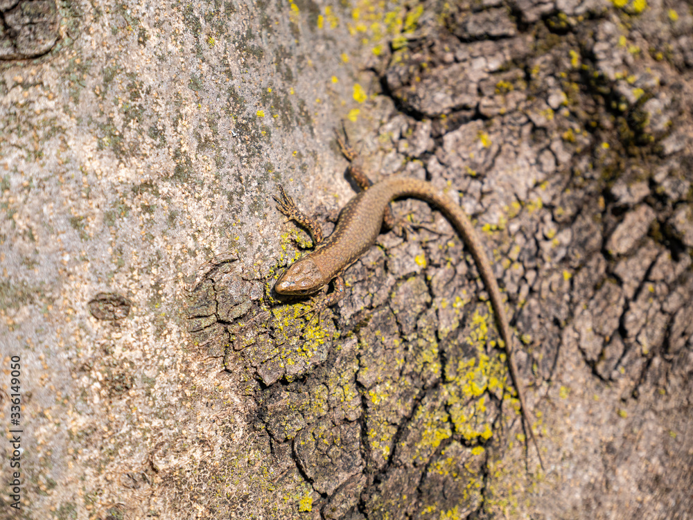 Lizard climbs on the bark of a tree Lizard climbs on the bark of a tree