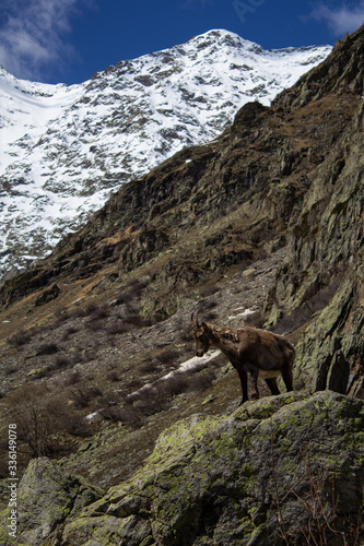 winter trekking in the Maritime Alps with the company of chamois and ibex