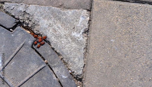 Canvas Print Pyrrhocoris apterus spring mating season