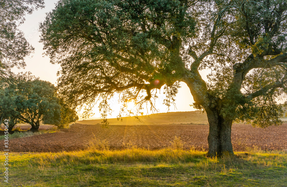 Fototapeta premium spring sunset the field under the trees