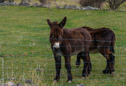 donkeys in spanish highlands nature reserve