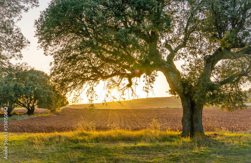 spring sunset the field under the trees © JuanFrancisco