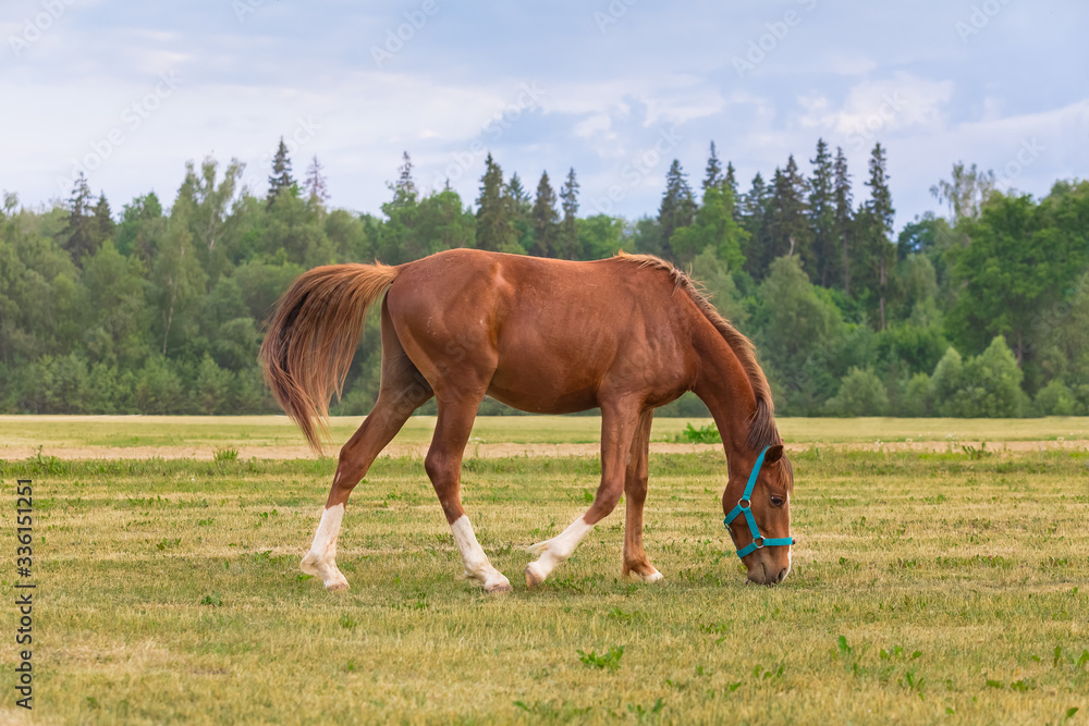 The young red stallion is on the field. Foal 2 years old in blue headband. In the background, forest and cloudy sky. Overcast day in the village. Banner size for inscription The young red stallion is on the field. Foal 2 years old in blue headband. In the background, forest and cloudy sky. Overcast day in the village. Banner size for inscription