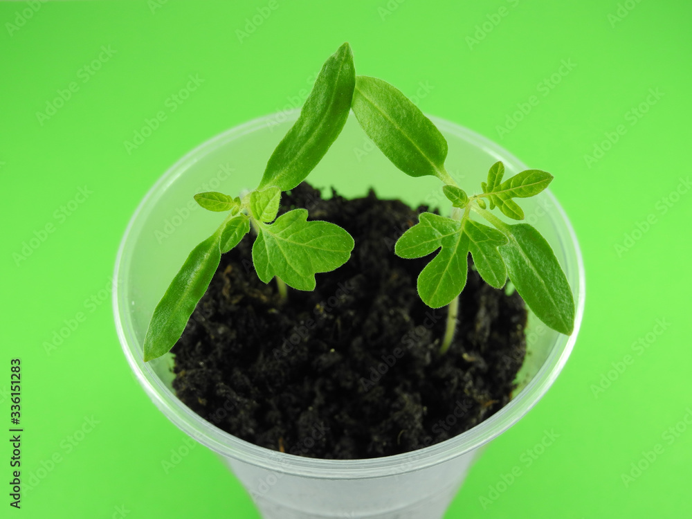 Closeup tomato seedling in plastic container with soil on light green background Closeup tomato seedling in plastic container with soil on light green background