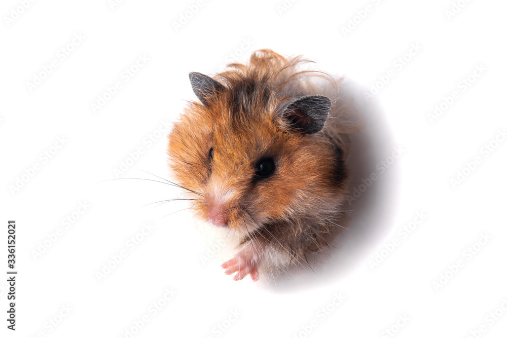 Syrian hamster peeps through a hole in paper Syrian hamster peeps through a hole in paper