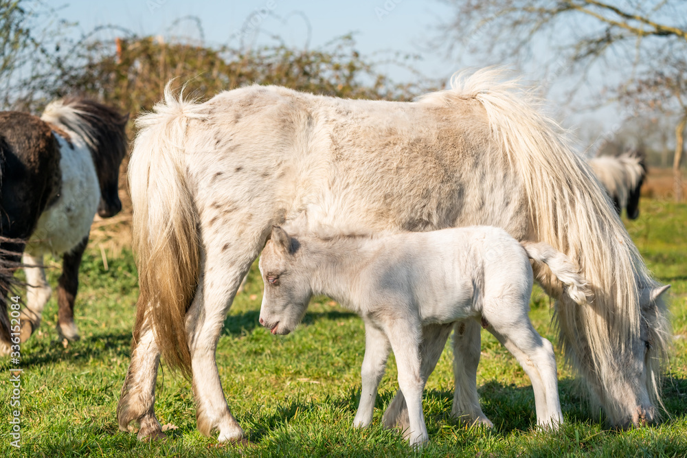 Fototapeta premium Cute shetland pony. Foal of a small horse with its mother