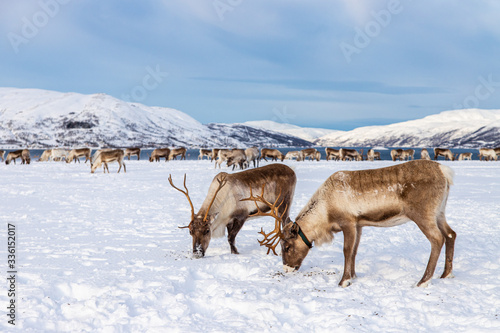 allevamento di renne vicino a Tromsø photo