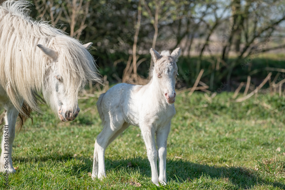 Cute shetland pony. Foal of a small horse.