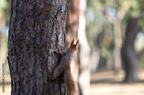 A squirrel peeking from behind a pine trunk. With blurry background.
