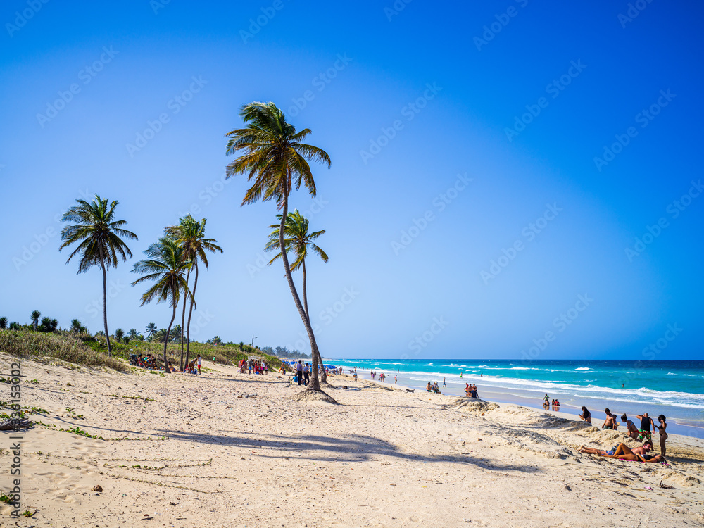 Palm trees on a tropical beach