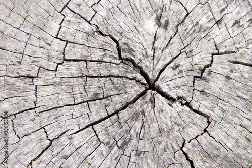 A close-up of the surface of old cut of tree,texture of an old tree,wood,table,stump,backgrounds