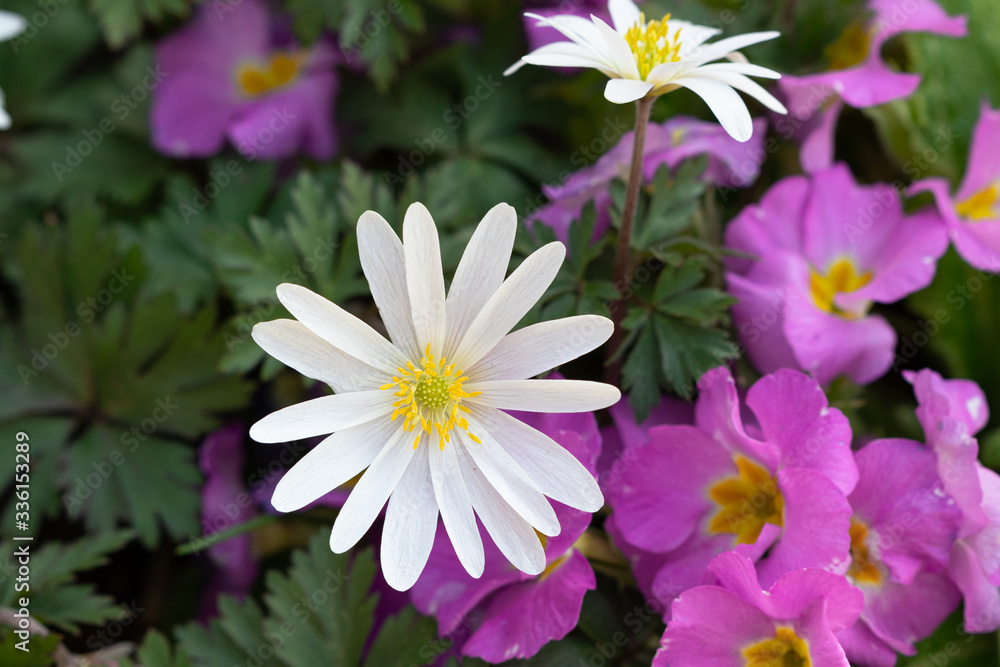 Anemone blanda in Weiß und Primeln in Pink Makro Anemone blanda in Weiß und Primeln in Pink Makro