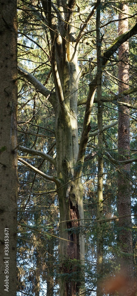 Fototapeta premium Schöner Baum im Licht