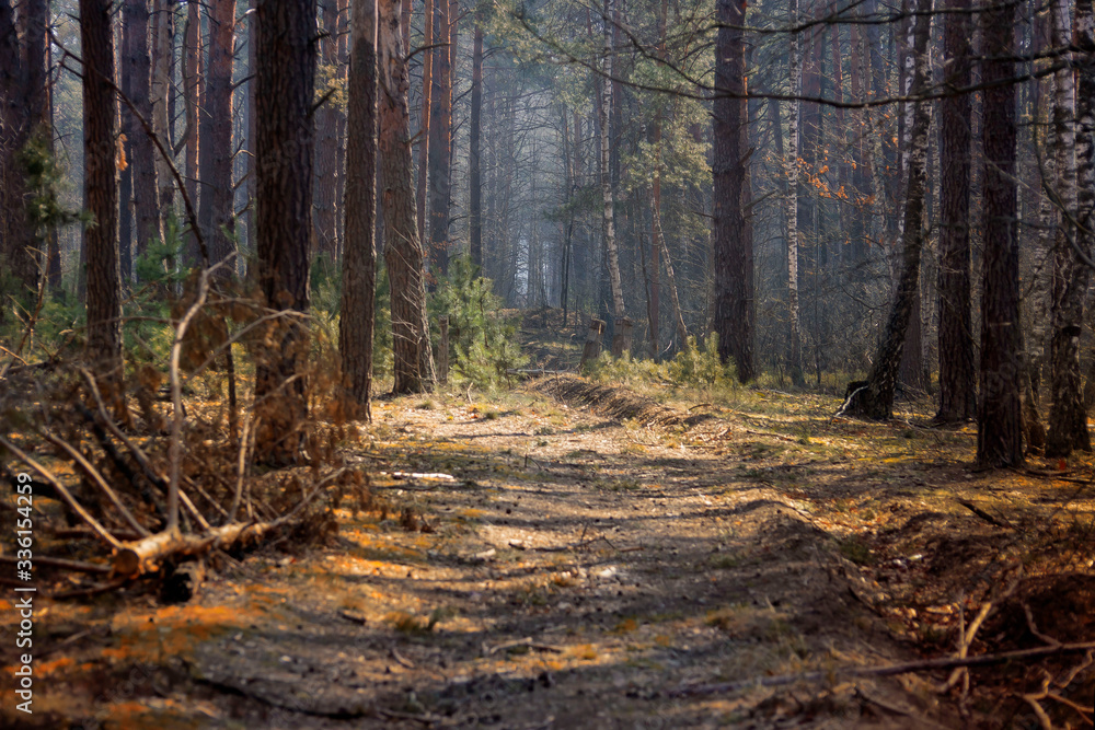 Obraz premium Mixed forest, clearings and paths in the early morning.