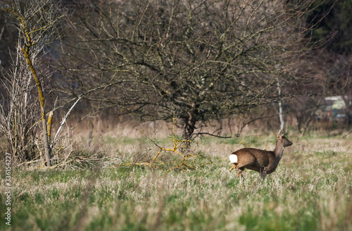 Fototapeta Naklejka Na Ścianę i Meble -  Deer