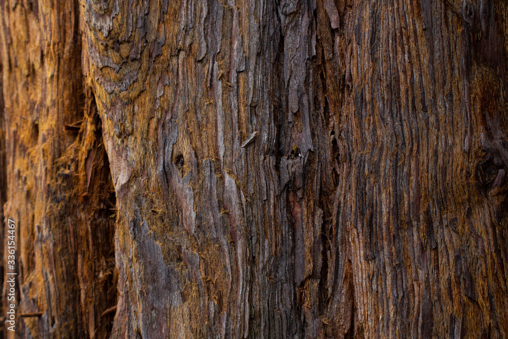 Old wood texture Old wood texture