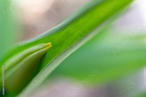 Fresh tulip bud enclosed in a green leave