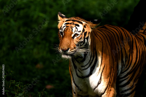 Tiger , the big cat