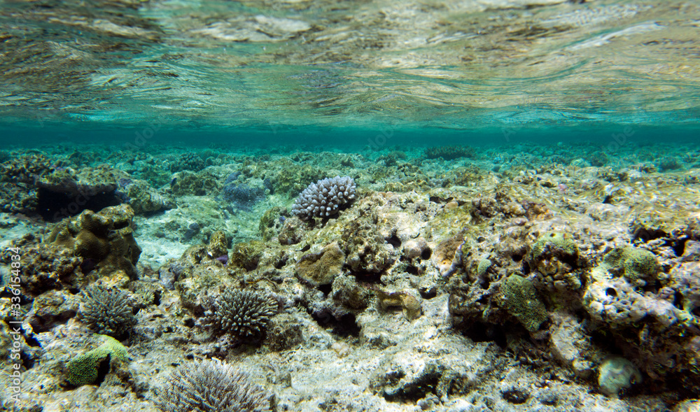 Fototapeta premium The beautiful life of the sea